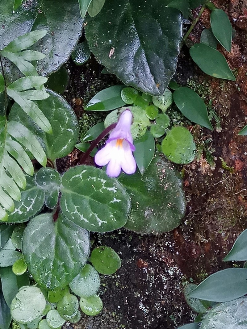 Primulina dryas photo 8
