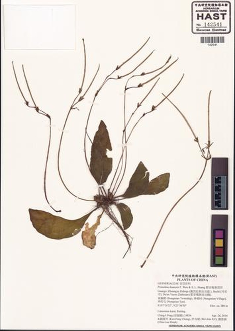 Primulina duanensis