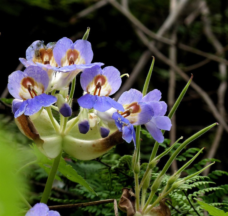Primulina eburnea