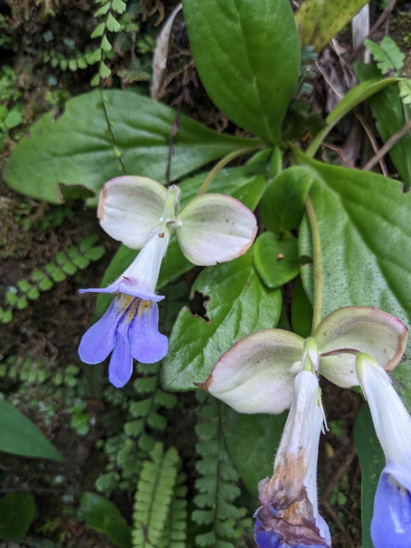 Primulina eburnea photo 2