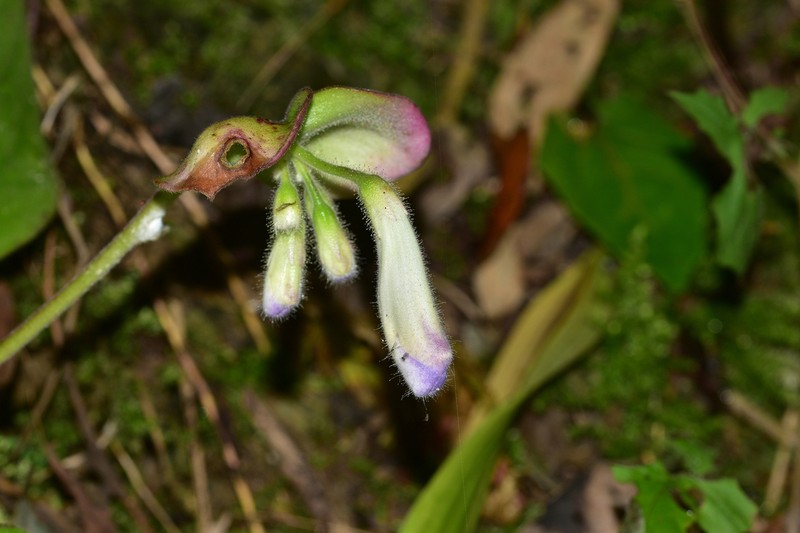 Primulina eburnea photo 3