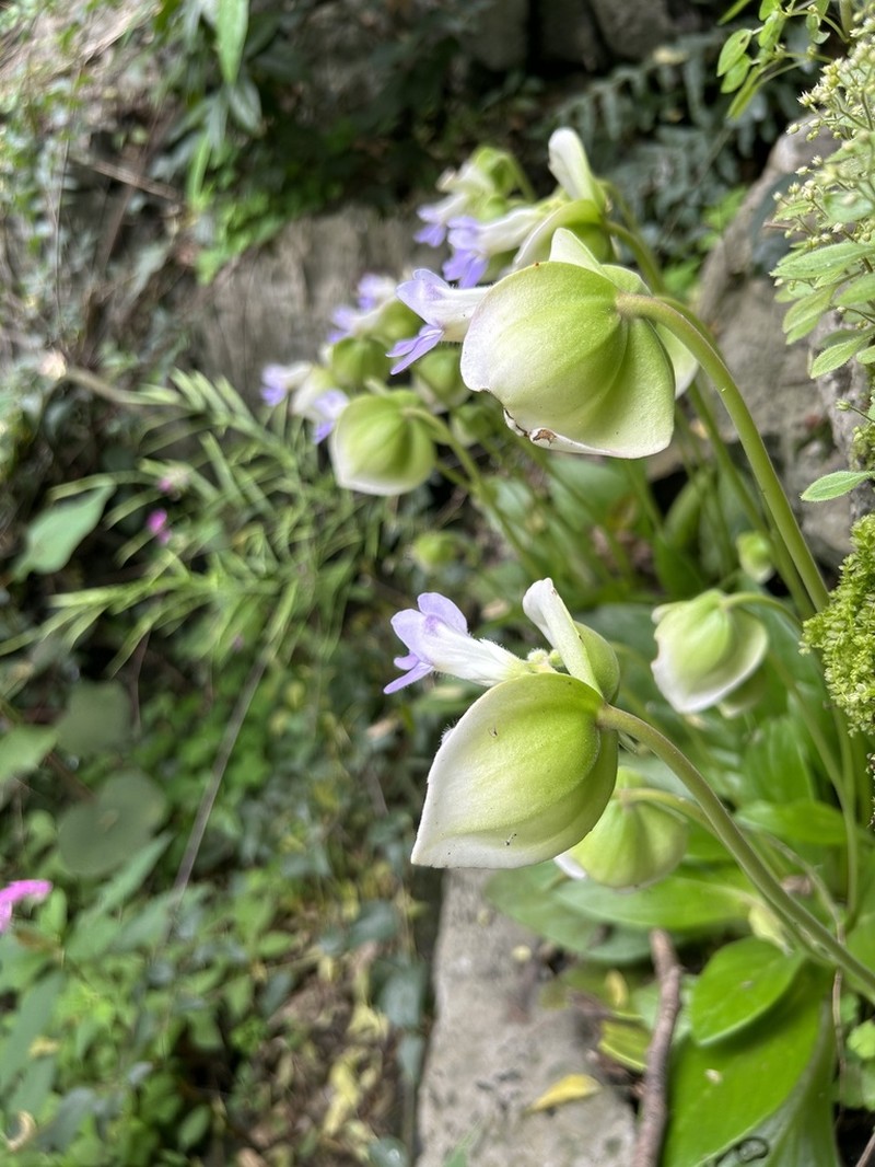 Primulina eburnea photo 4