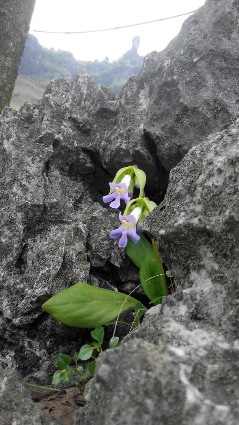 Primulina eburnea photo 5