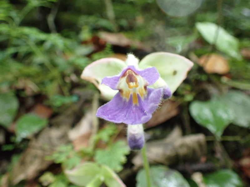 Primulina eburnea photo 6