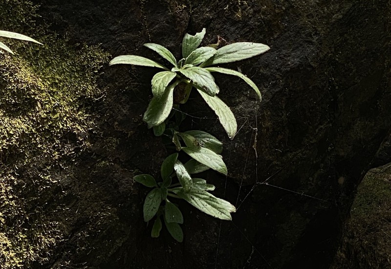 Primulina eburnea photo 7