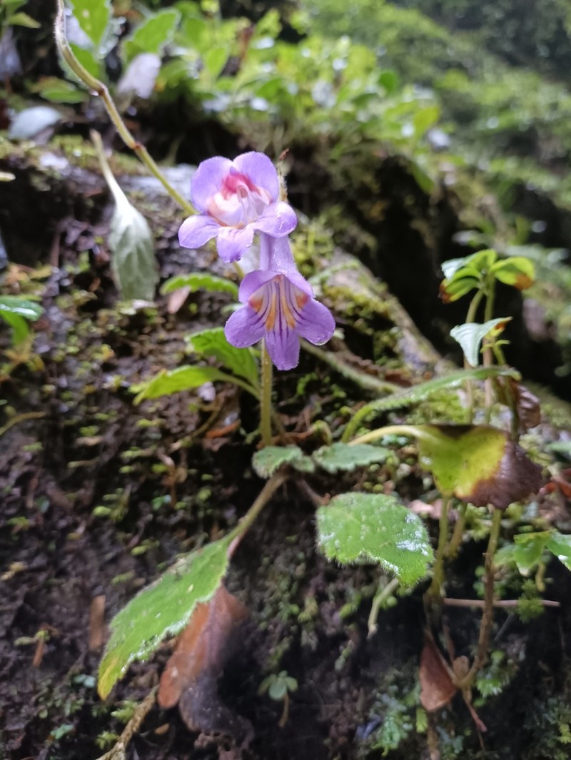 Primulina eburnea photo 8