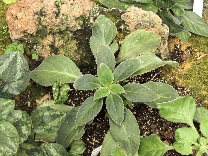 Primulina fengkaiensis