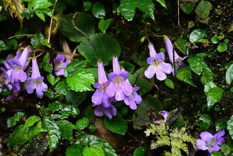 Primulina fimbrisepala