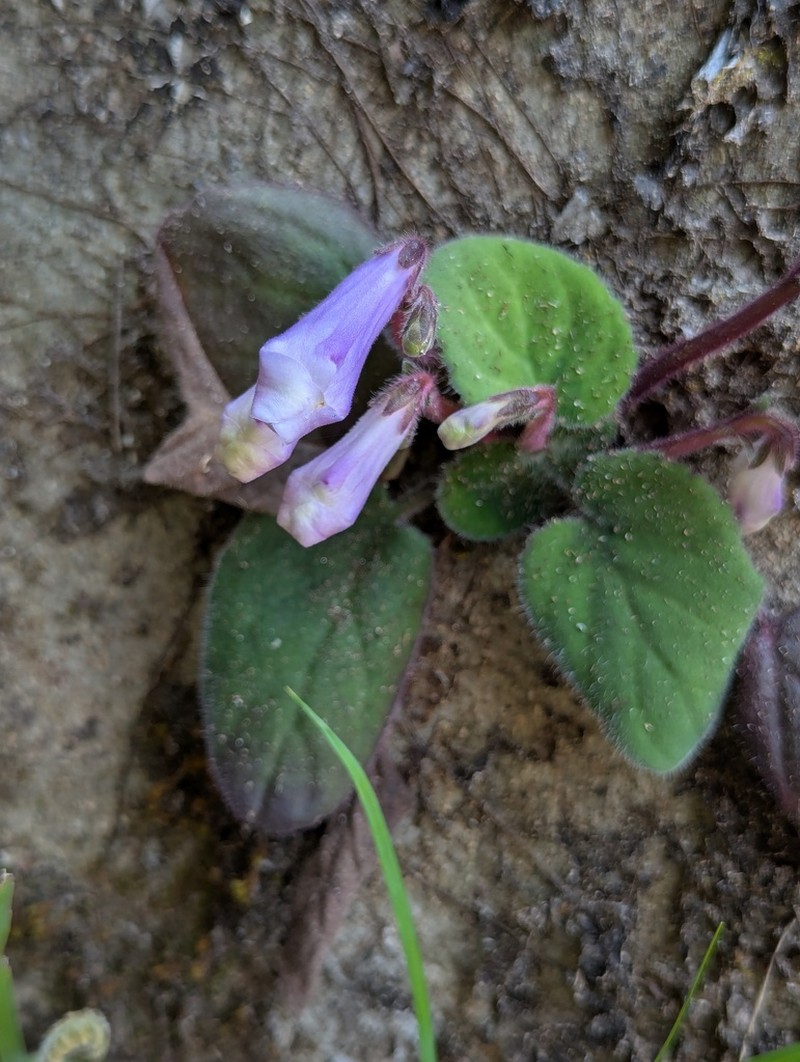 Primulina fimbrisepala photo 2
