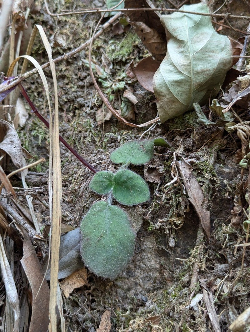 Primulina fimbrisepala photo 3
