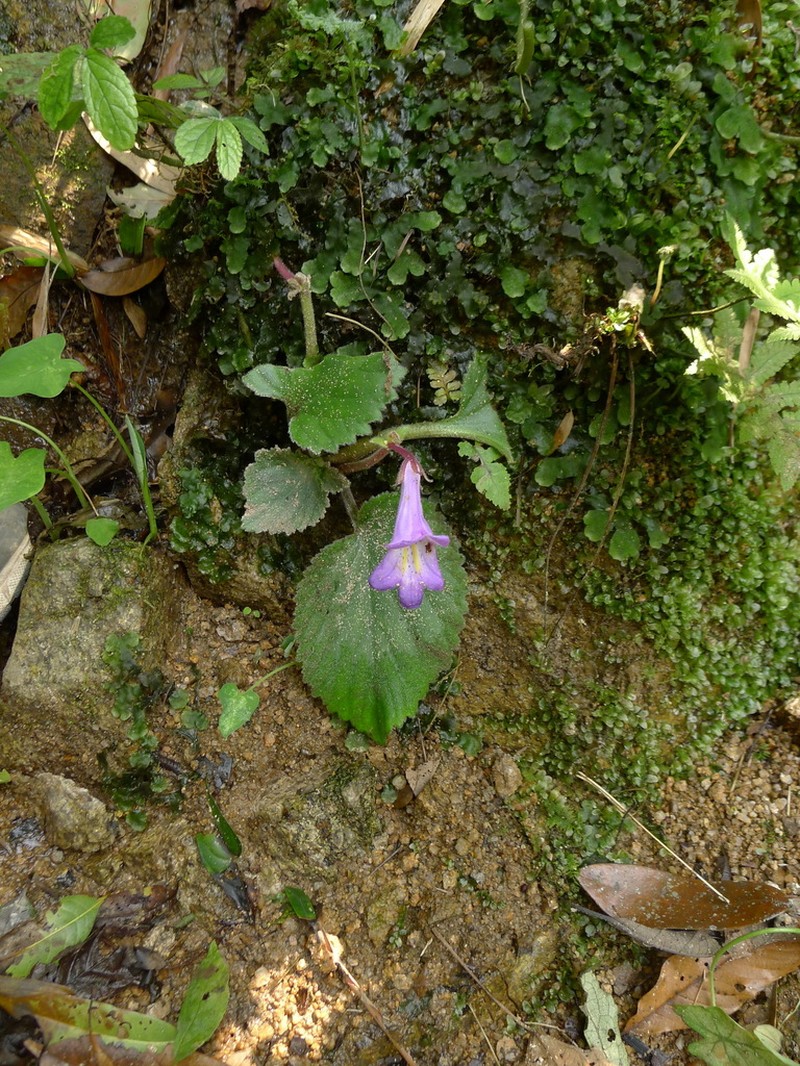 Primulina fimbrisepala photo 4
