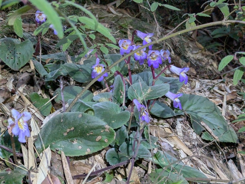Primulina fimbrisepala photo 5