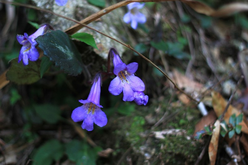Primulina fimbrisepala photo 6