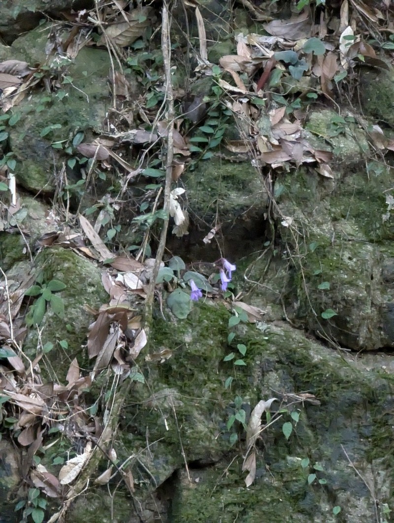 Primulina fimbrisepala photo 8