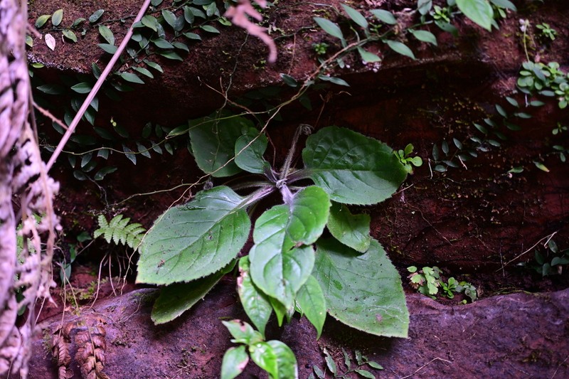 Primulina fordii