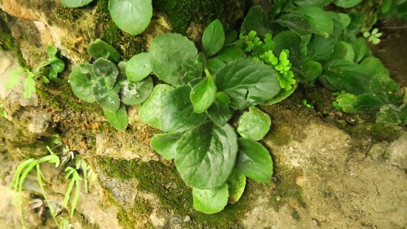 Primulina fordii photo 2