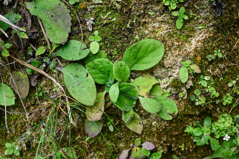 Primulina fordii photo 3