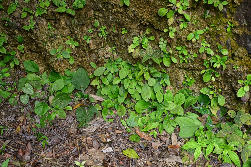 Primulina fordii photo 4