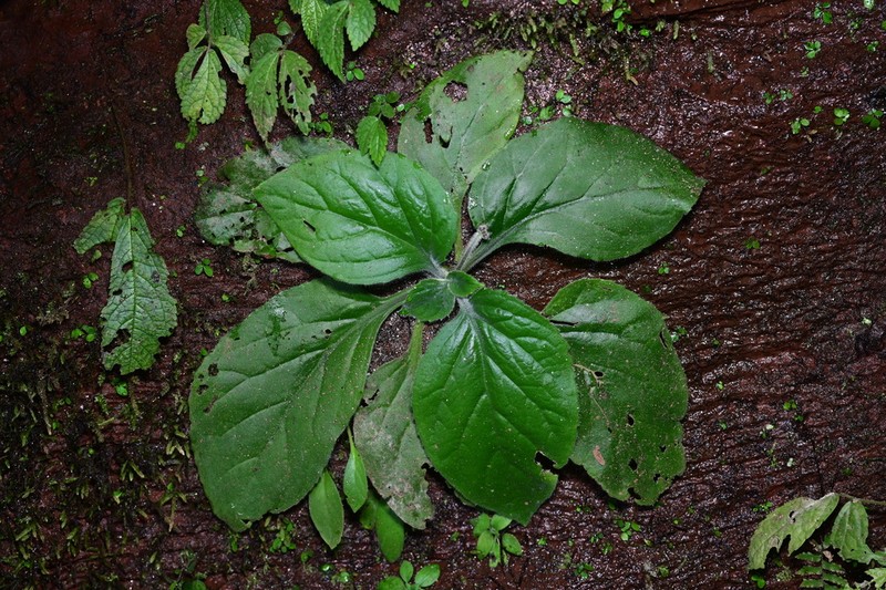 Primulina fordii photo 5