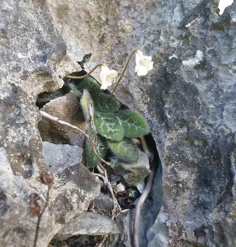 Primulina gemella