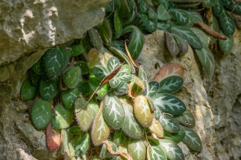 Primulina gemella photo 2