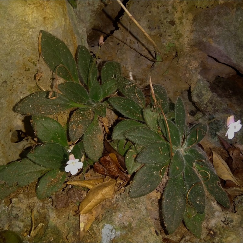 Primulina gemella photo 3