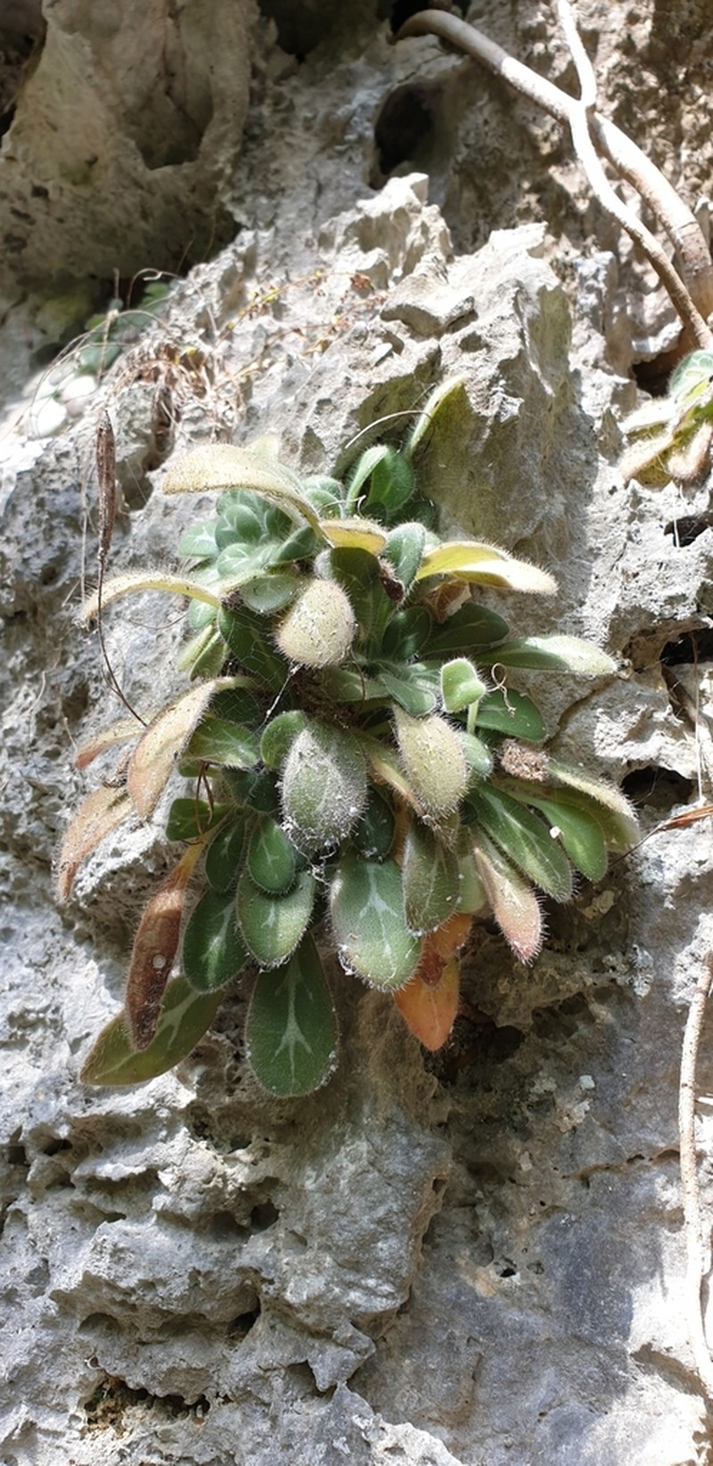 Primulina gemella photo 4