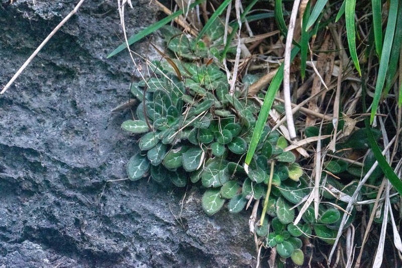 Primulina gemella photo 5