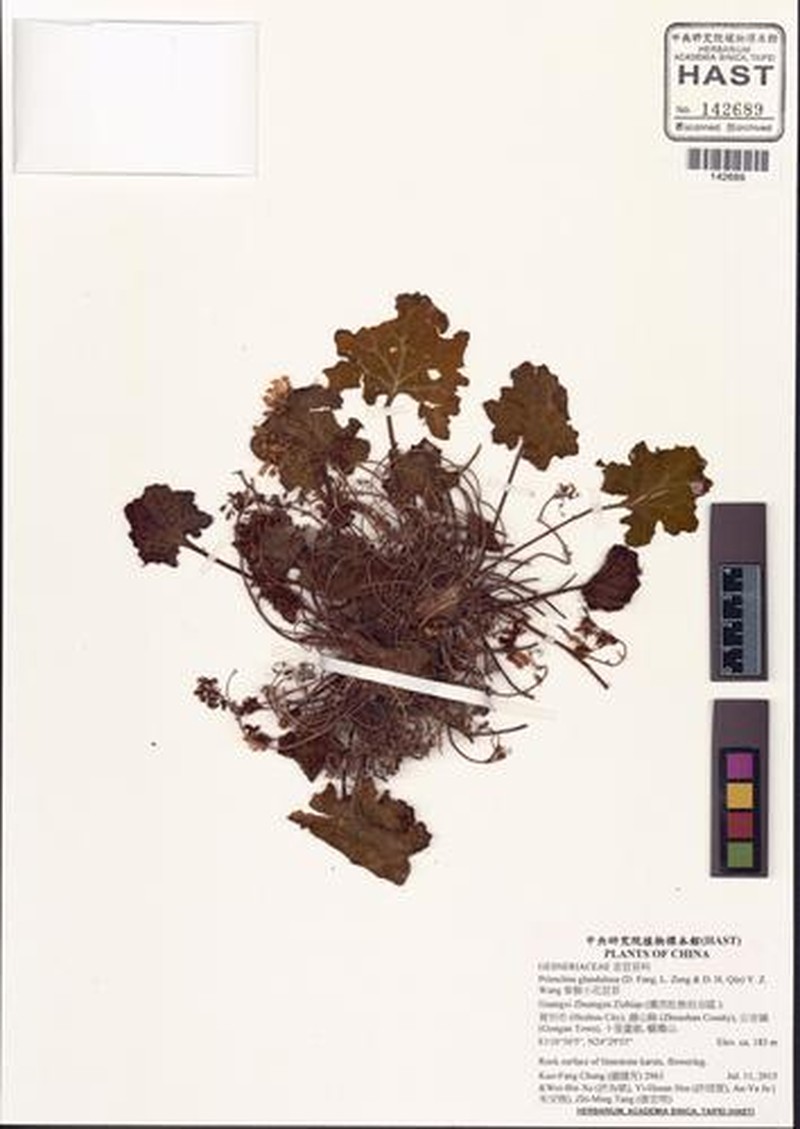 Primulina glandulosa