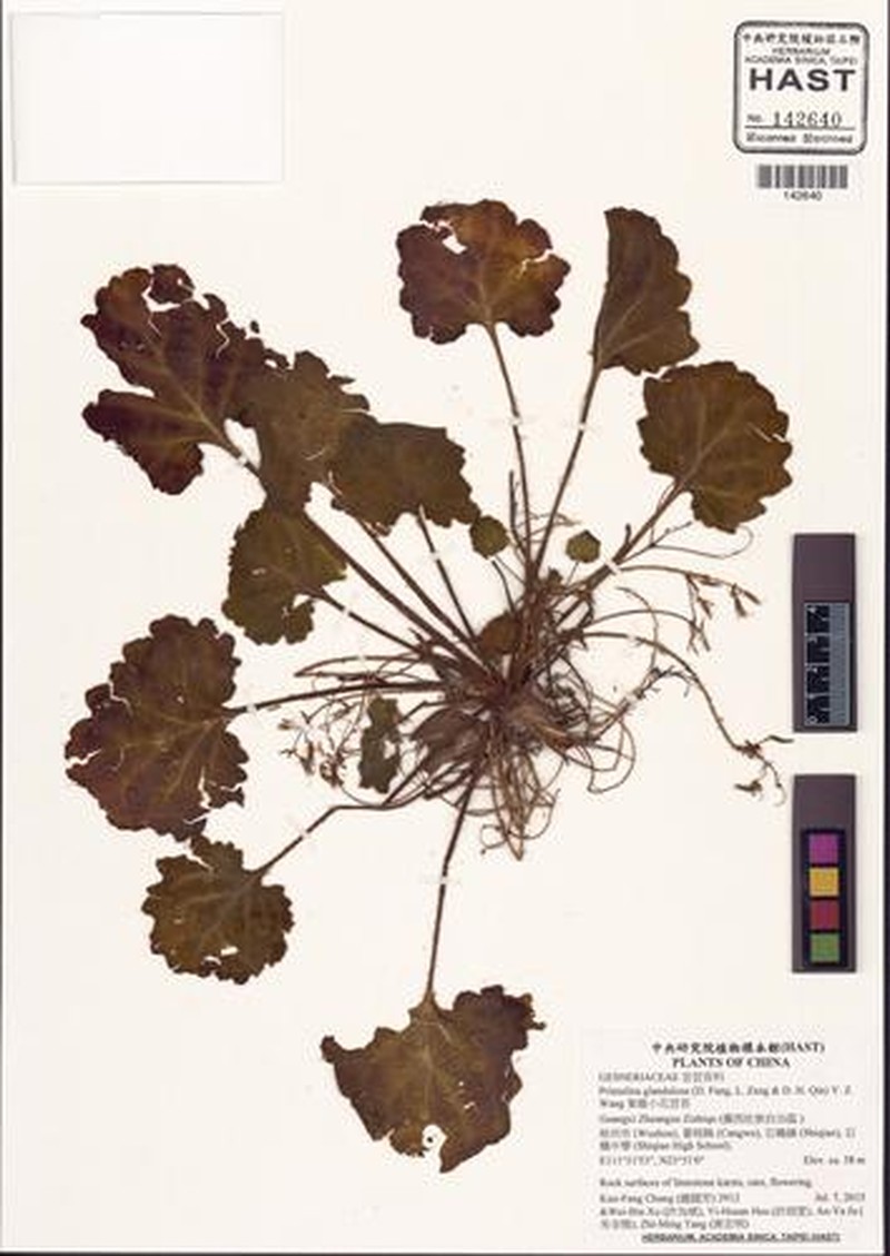Primulina glandulosa photo 2