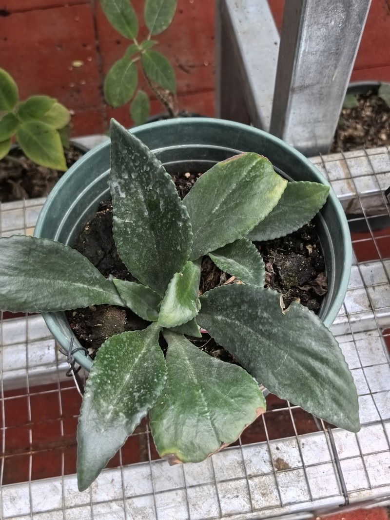 Primulina gueilinensis