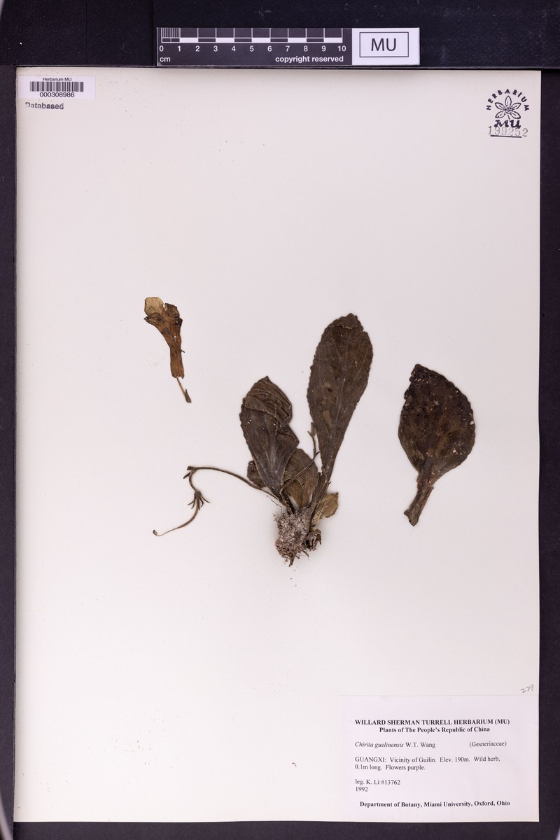 Primulina gueilinensis photo 2