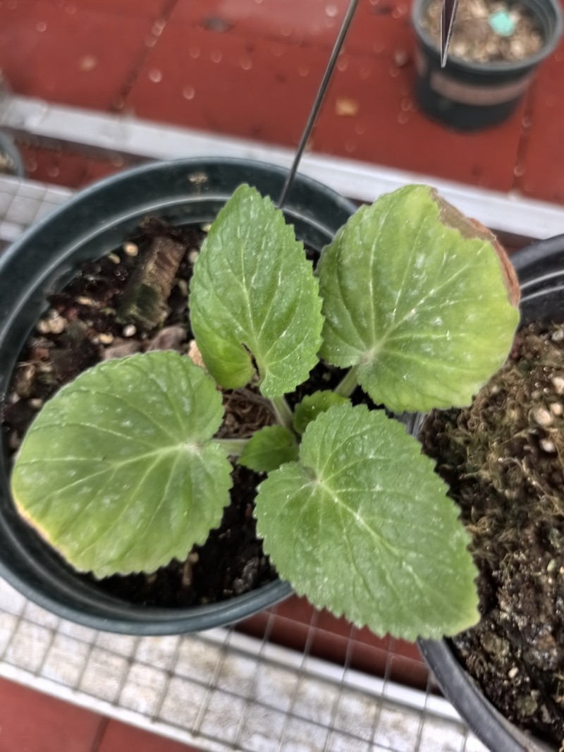 Primulina guihaiensis