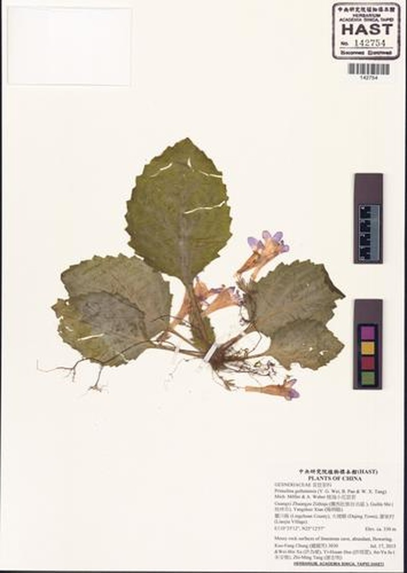Primulina guihaiensis photo 2