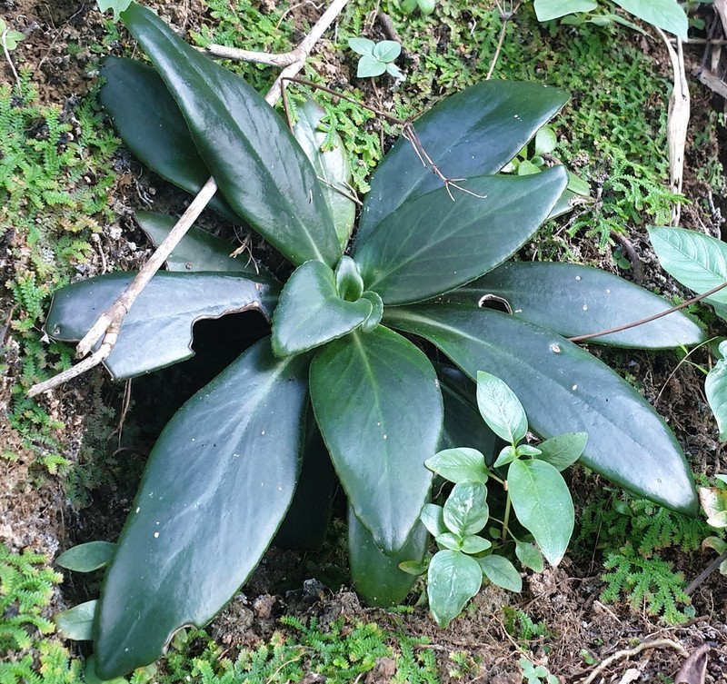 Primulina halongensis photo 2
