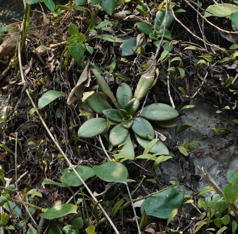 Primulina halongensis photo 3