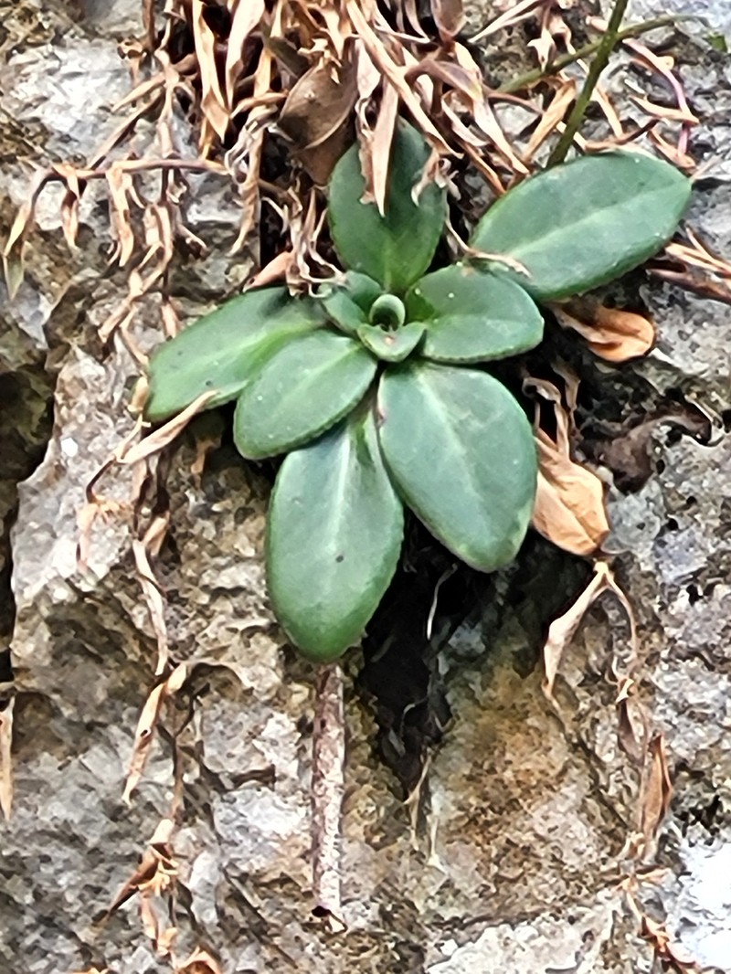 Primulina halongensis photo 4