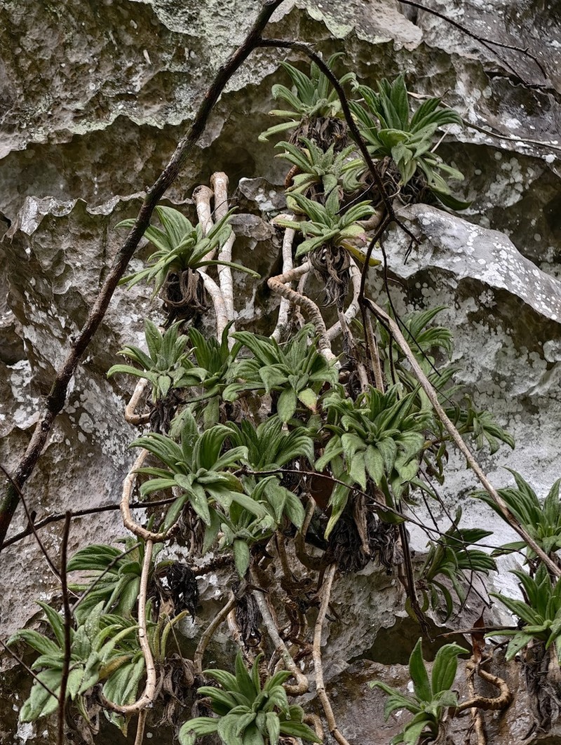 Primulina hedyotidea