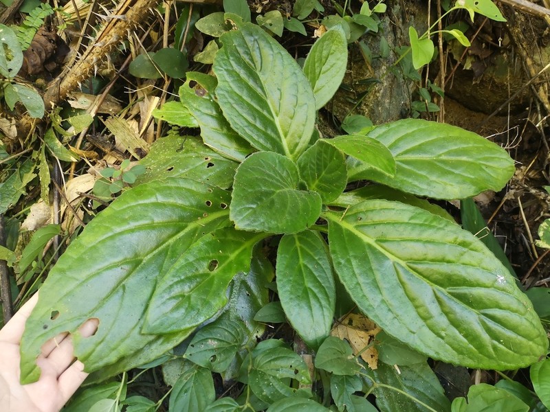 Primulina heterotricha