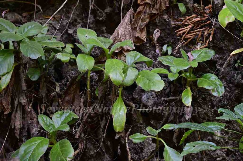 Primulina heterotricha photo 2
