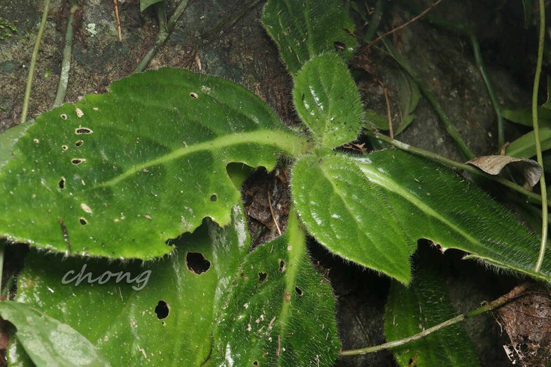 Primulina heterotricha photo 3