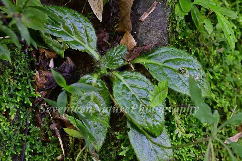 Primulina heterotricha photo 4