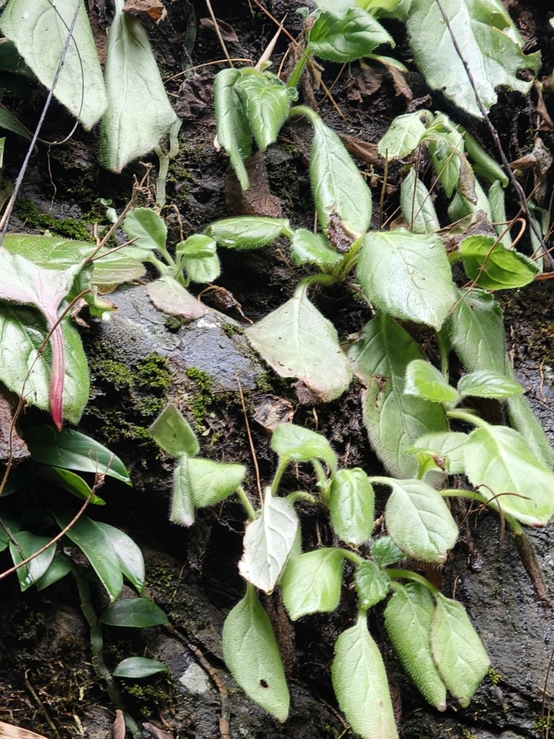Primulina heterotricha photo 5