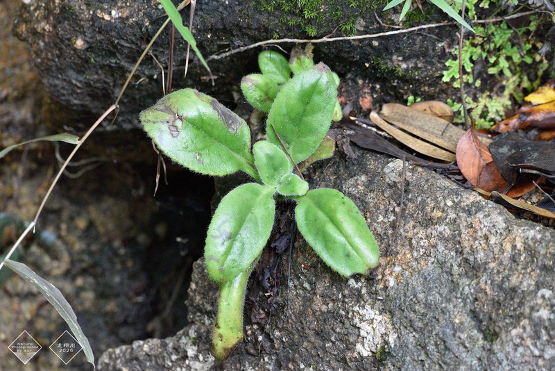 Primulina heterotricha photo 6