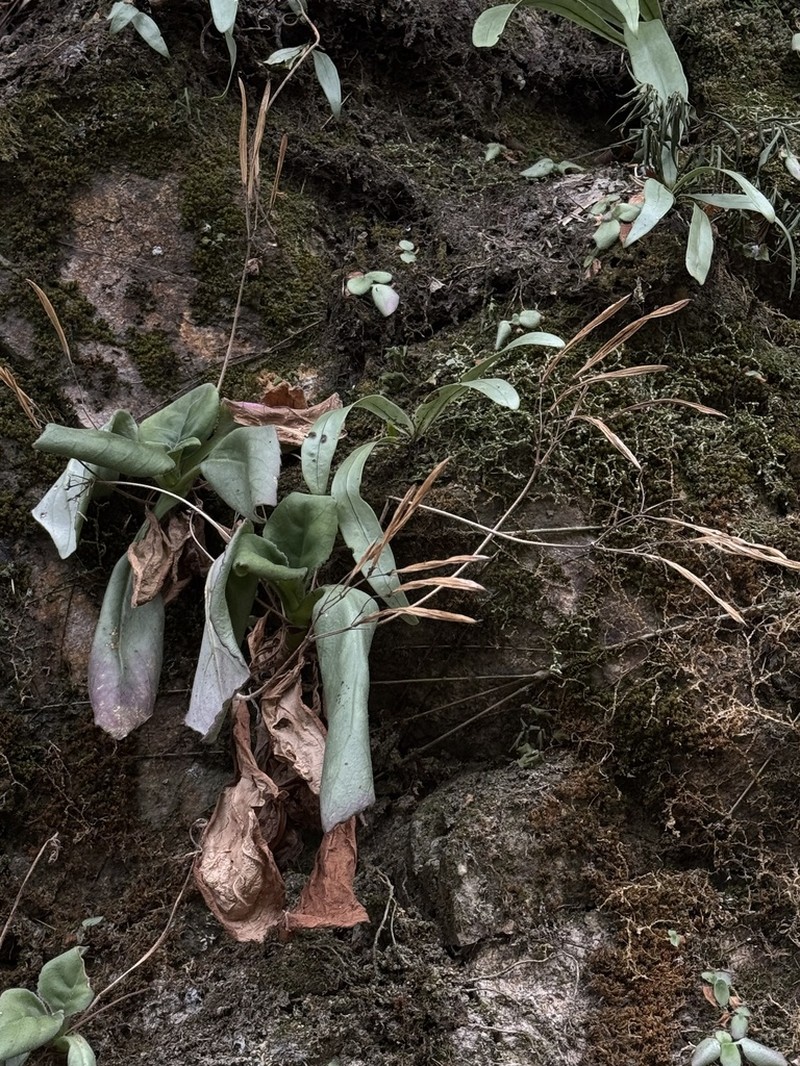 Primulina heterotricha photo 7
