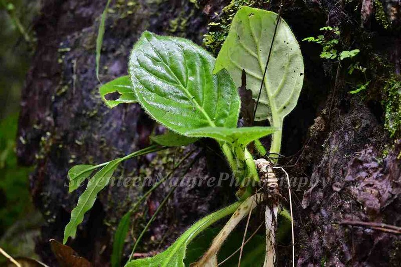 Primulina heterotricha photo 8