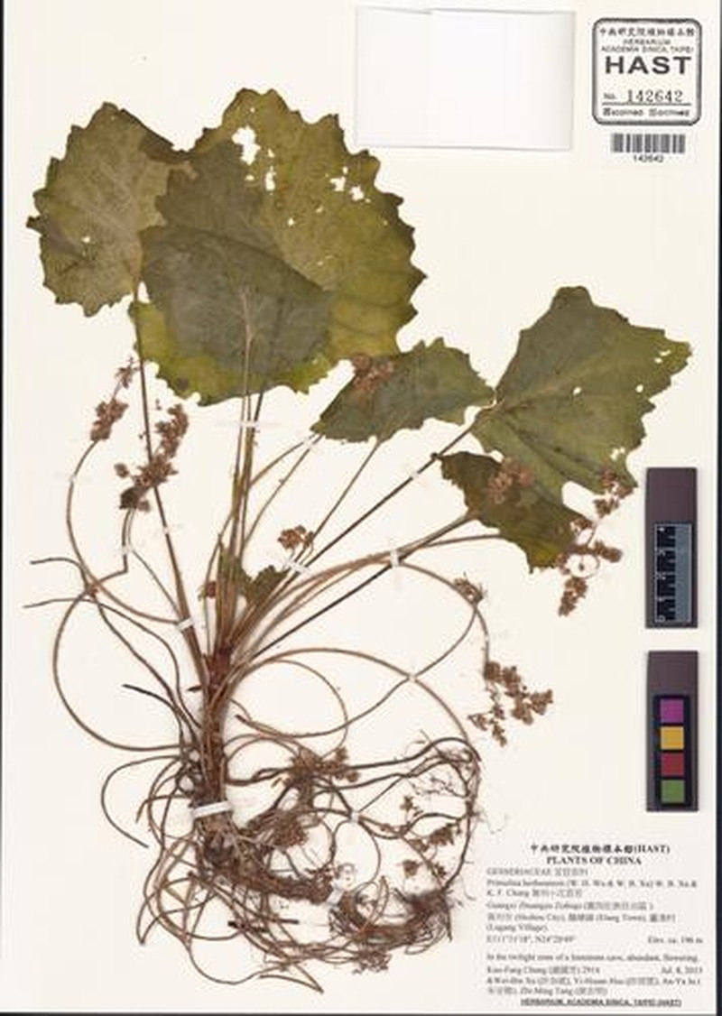 Primulina hezhouensis