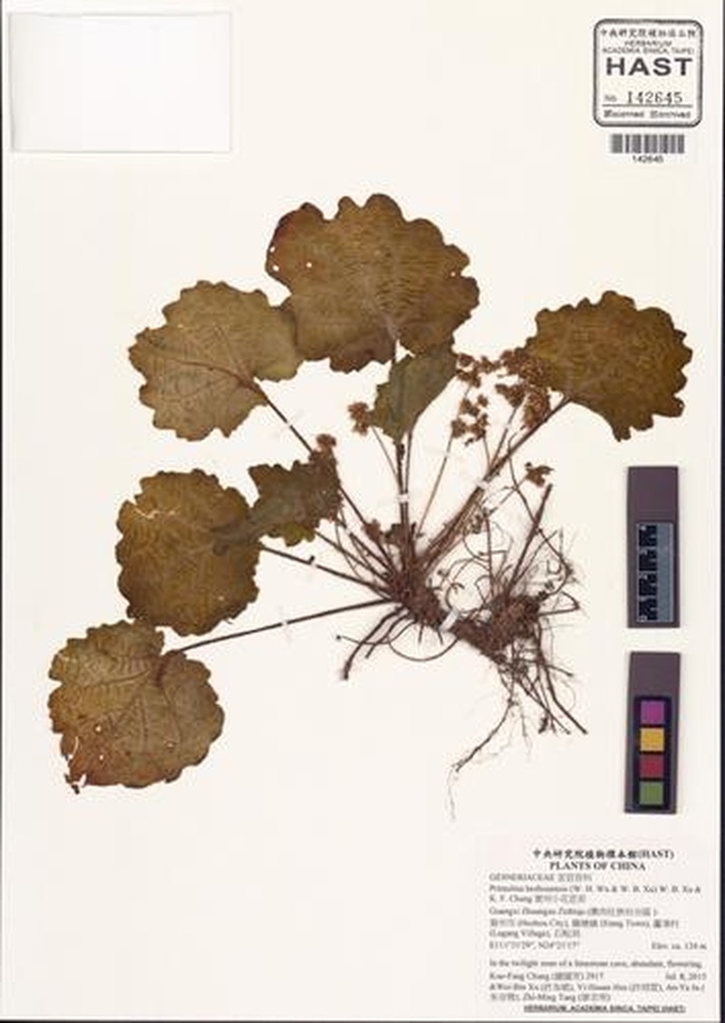 Primulina hezhouensis photo 2