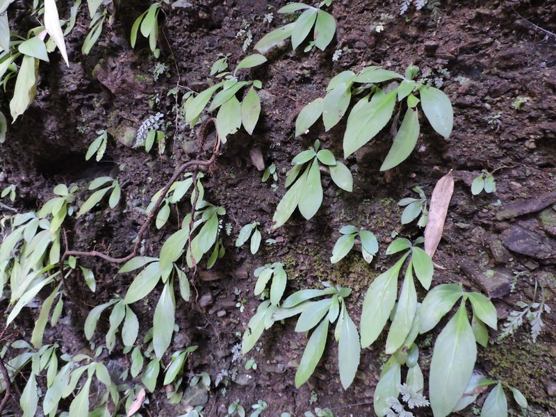Primulina huangjiniana