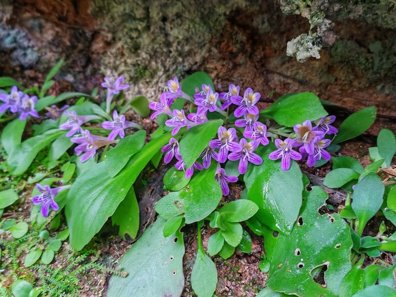 Primulina huangjiniana photo 3